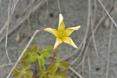 Oxalis rubens