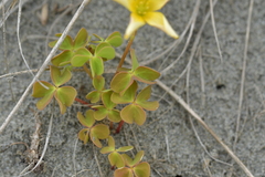 Oxalis rubens