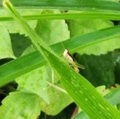 Pseudoxya diminuta
