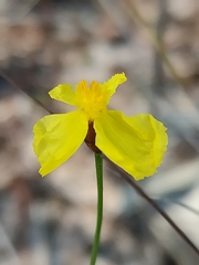Xyris juncea