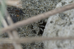 Anoteropsis litoralis