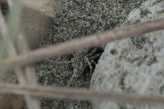 Anoteropsis litoralis