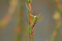 Coprosma acerosa