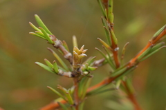 Coprosma acerosa