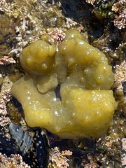 Colpomenia tuberculata