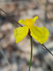 Xyris juncea