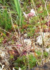 Pinguicula lusitanica