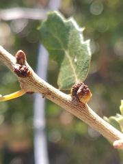 Disholcaspis mellifica