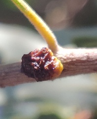 Disholcaspis mellifica