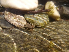 Rana italica