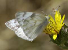 Pontia protodice