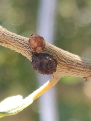 Disholcaspis mellifica