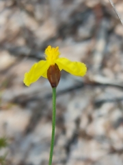 Xyris juncea