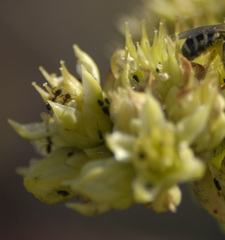 Dudleya virens insularis