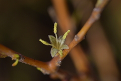 Coprosma acerosa