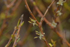 Coprosma acerosa