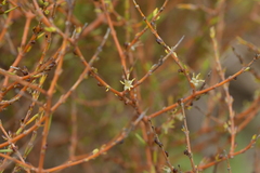 Coprosma acerosa