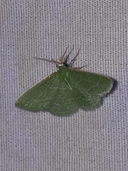Synchlora