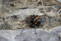 Latrodectus katipo