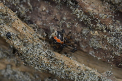 Latrodectus katipo