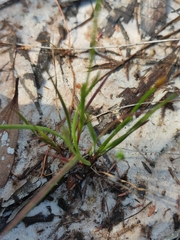 Xyris juncea