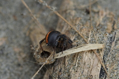Latrodectus katipo