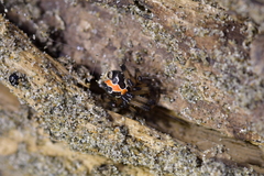 Latrodectus katipo