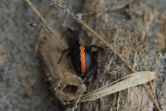 Latrodectus katipo