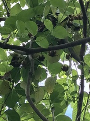 Aristolochia acuminata