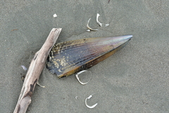 Atrina zelandica