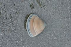 Crassula aequilatera