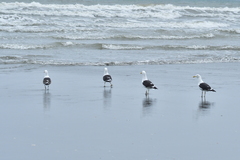 Larus dominicanus dominicanus