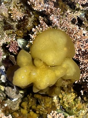 Colpomenia tuberculata