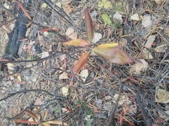 Rhododendron dauricum
