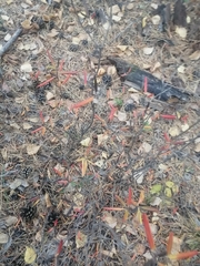 Rhododendron dauricum