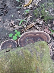 Nigroporus