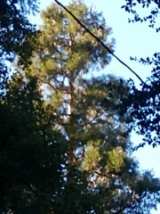 Pseudotsuga macrocarpa