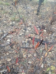 Rhododendron dauricum