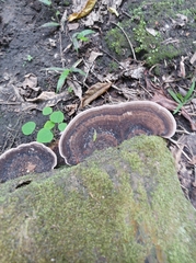 Nigroporus