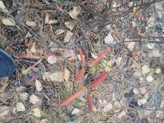 Rhododendron dauricum