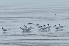 Sterna striata striata