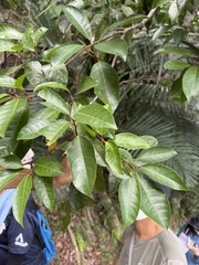 Ficus nervosa