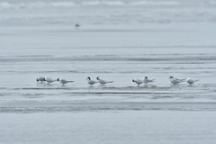 Sterna striata striata