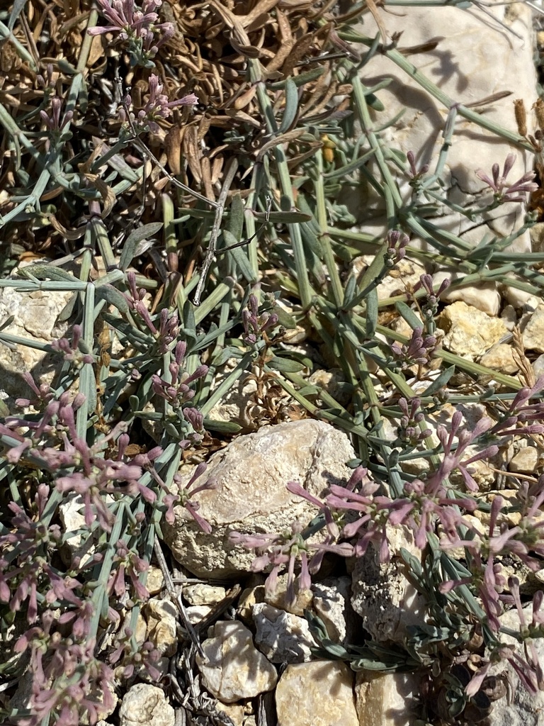 Cynanchica staliana