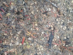 Rhododendron dauricum