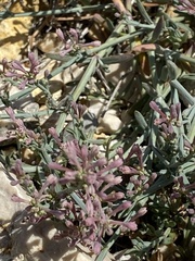 Asperula staliana