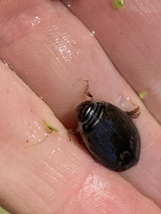 Acilius abbreviatus