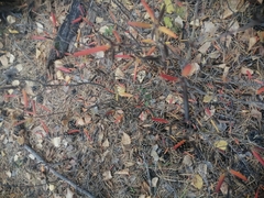 Rhododendron dauricum