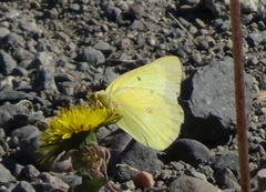 Colias