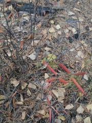 Rhododendron dauricum